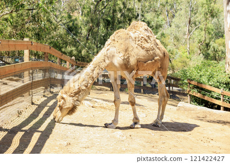 Camels eating at Wildlife Park in Adelaide Camels eating at Wildlife Park in Adelaide 121422427