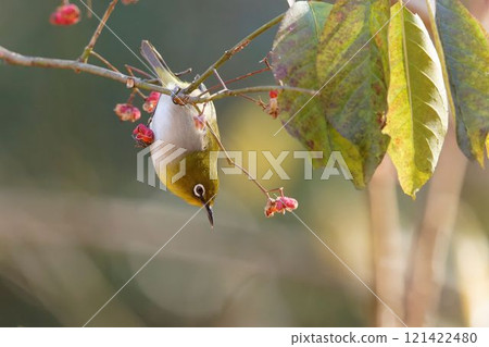 A Japanese white-eye resting on a Mayumi tree A Japanese white-eye resting on a Mayumi tree 121422480
