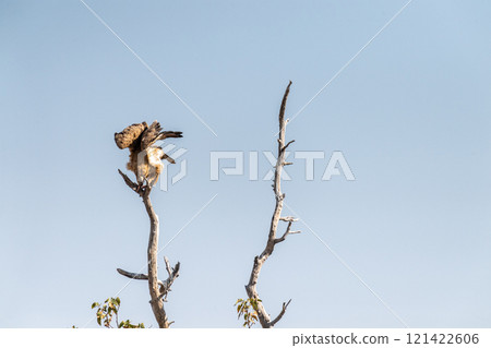 Tawny Eagle in Etosha Tawny Eagle in Etosha 121422606
