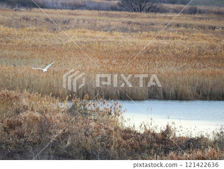 白鳥從河裡起飛，冬天的風景 121422636