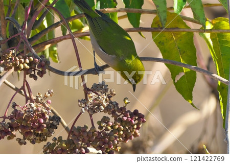 A wild bird, a Japanese white-eye, comes to peck at the fruits of the Japanese yarrow. A wild bird, a Japanese white-eye, comes to peck at the fruits of the Japanese yarrow. 121422769