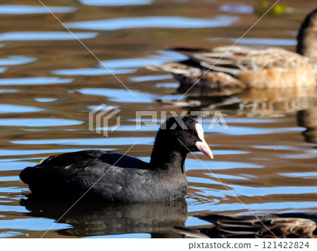 Order Gruiformes, Family Rallidae, Genus Coot Order Gruiformes, Family Rallidae, Genus Coot 121422824