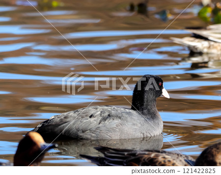 Order Gruiformes, Family Rallidae, Genus Coot Order Gruiformes, Family Rallidae, Genus Coot 121422825