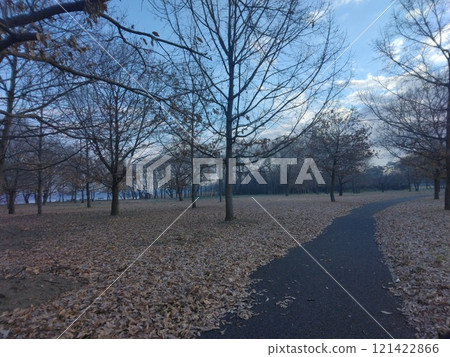 秋天的樹木和道路，藍天和白雲 121422866