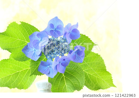 藍色繡球花明亮的背景繡球花雨季 藍色繡球花明亮的背景繡球花雨季 121422963