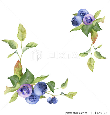 Blueberry blackberry bunch with green leaves on branch, hand drawn in watercolor, ripe forest berry. Isolated botanical illustration corner garland frame for recipe book, menu, wedding, farmers market Blueberry blackberry bunch with green leaves on branch, hand drawn in watercolor, ripe forest berry. Isolated botanical illustration corner garland frame for recipe book, menu, wedding, farmers market 121423125