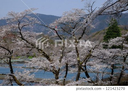 Sedimentation pond and cherry blossoms in full bloom [Tsukui, Sagamihara City, April] 121423270