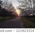 櫻花樹、夕陽和陽光的道路兩旁 121423314