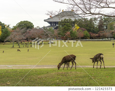奈良公園春日之園地和秋天的鹿群 121423373