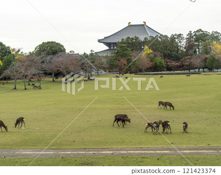 Nara Park Kasuganoenchi and herd of deer in autumn 121423374
