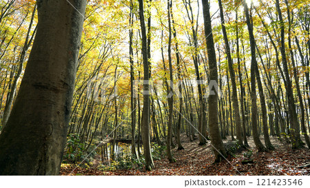 新潟縣美人林十日町 121423546