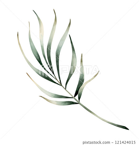 Date palm branch. Tropical exotic plant. Watercolor hand drawn floral illustration isolated on white background for Ramadan Kareem design, Eid Al Fitr, Eid Al Adha, fabric, textile, cards, invitations 121424015