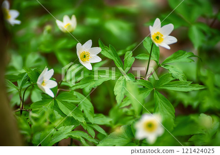 White anemone flowers growing in spring forest, natural seasonal background White anemone flowers growing in spring forest, natural seasonal background 121424025
