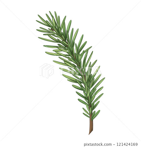 Spruce twigs for organic home decor, gifts, festive bouquets and wreaths. Eco friendly Christmas, seasonal events. Natural materials, environmentally friendly design elements. Isolated illustration Spruce twigs for organic home decor, gifts, festive bouquets and wreaths. Eco friendly Christmas, seasonal events. Natural materials, environmentally friendly design elements. Isolated illustration 121424169