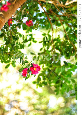 茶花 茶花 121424285