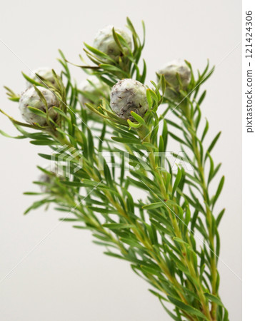 Ruka dendron 121424306