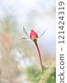 一個萌芽 121424319