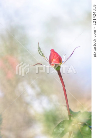 一個萌芽 一個萌芽 121424319