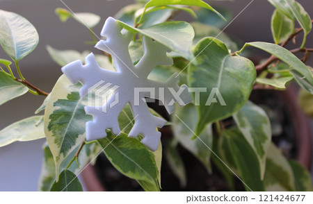 Winter Symbol in a Snowflake Shape in Green Twigs Of Home Ficus in a Pot. Home Plants Care in Cold Season Stock Image Winter Symbol in a Snowflake Shape in Green Twigs Of Home Ficus in a Pot. Home Plants Care in Cold Season Stock Image 121424677