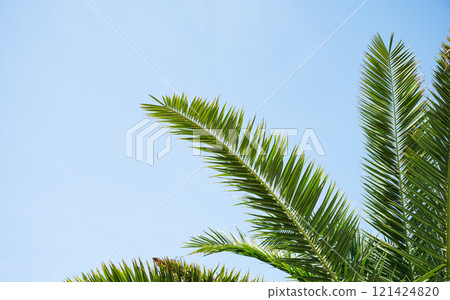 Bright green palm leaves stretch upwards on a sunny day against a bright blue sky. Bright green palm leaves stretch upwards on a sunny day against a bright blue sky. 121424820