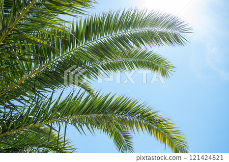 Bright green palm leaves stretch upwards on a sunny day against a bright blue sky. Bright green palm leaves stretch upwards on a sunny day against a bright blue sky. 121424821