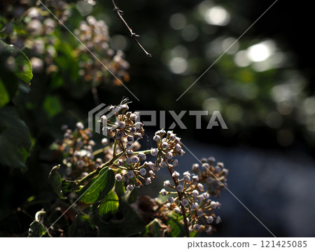 Ivy by the river bathed in sunlight (Ivy that has finished blooming) Ivy by the river bathed in sunlight (Ivy that has finished blooming) 121425085