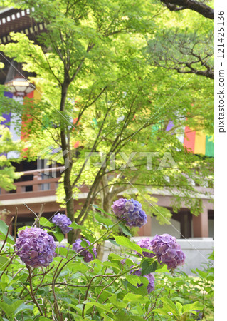 智積院的繡球花和近藤 121425136