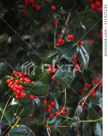 Holly with red berries 121425232