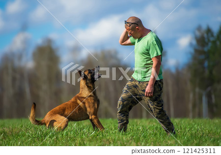 Mature man training a belgian shepherd malinois dog in the meadow Mature man training a belgian shepherd malinois dog in the meadow 121425311