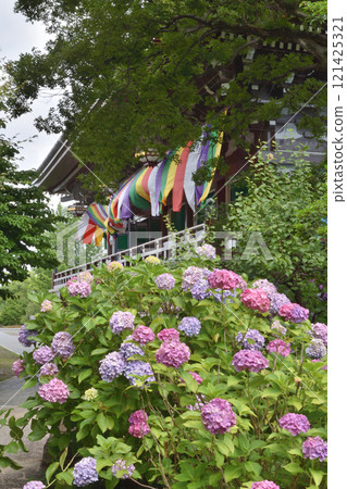 智積院的繡球花和近藤 智積院的繡球花和近藤 121425321