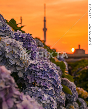Hydrangea and Skytree, Hirai, Edogawa Ward Hydrangea and Skytree, Hirai, Edogawa Ward 121425331