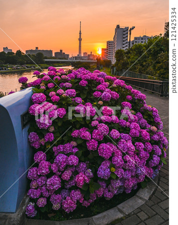 Hydrangea and Skytree, Hirai, Edogawa Ward Hydrangea and Skytree, Hirai, Edogawa Ward 121425334
