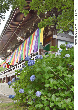 智積院的繡球花和近藤 智積院的繡球花和近藤 121425399