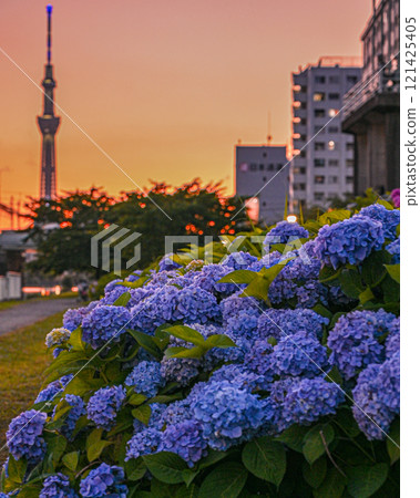 Hydrangea and Skytree, Hirai, Edogawa Ward Hydrangea and Skytree, Hirai, Edogawa Ward 121425405
