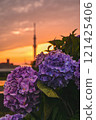Hydrangea and Skytree, Hirai, Edogawa Ward 121425406