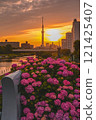 Hydrangea and Skytree, Hirai, Edogawa Ward 121425407
