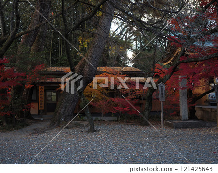 Yamauchi Shrine Office (Orange and red maples in the shrine forest) Yamauchi Shrine Office (Orange and red maples in the shrine forest) 121425643