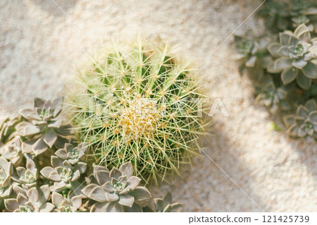 cactus planted in a botanical garden. cactus planted in a botanical garden. 121425739