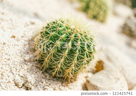 cactus planted in a botanical garden. cactus planted in a botanical garden. 121425741