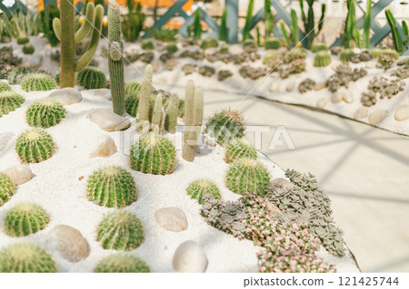 cactus planted in a botanical garden. 121425744
