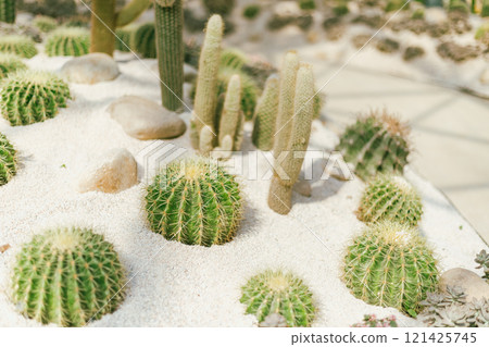 cactus planted in a botanical garden. cactus planted in a botanical garden. 121425745