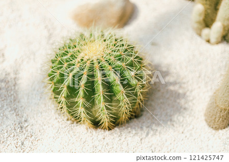cactus planted in a botanical garden. 121425747
