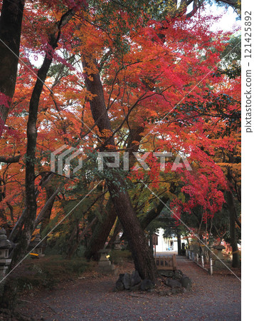 山內神社的守護森林(松樹、彩楓) 山內神社的守護森林(松樹、彩楓) 121425892