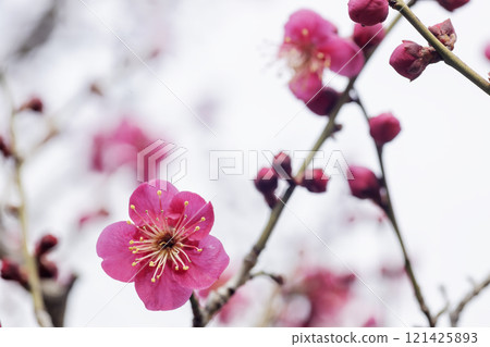 冬初春花，紅梅花景觀 121425893