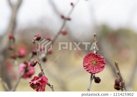 Winter and early spring flowers, red plum blossoms -10 Winter and early spring flowers, red plum blossoms -10 121425902