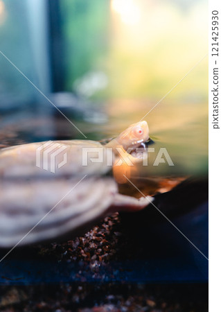 Albino pond turtle vertical 121425930