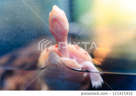 Albino pond turtle sideways Albino pond turtle sideways 121425932