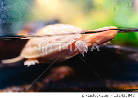 Albino pond turtle sideways Albino pond turtle sideways 121425948