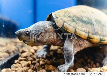 霞浦市水族館的鱷龜 121425973