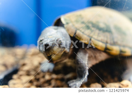 霞浦市水族館的鱷龜 121425974